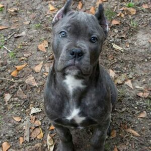 Cane Corso Puppy- Lucy