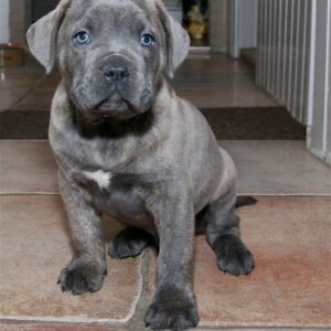 Cane Corso Puppy- Luna