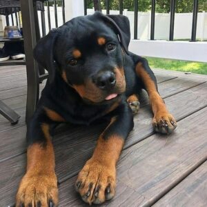 Rottweiler Puppy- Bruno
