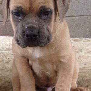 Cane Corso Puppy- Maximus