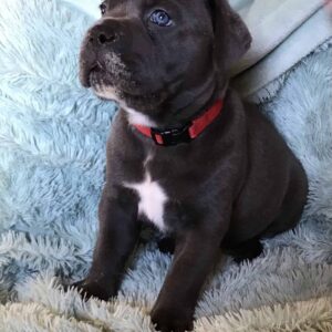 Cane Corso Puppy- Nadia