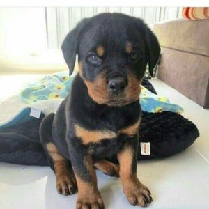 Rottweiler Puppy- Stella
