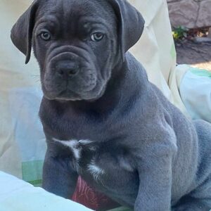 Cane Corso Puppy- Mark