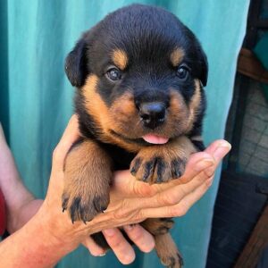 Rottweiler Puppy- Nala
