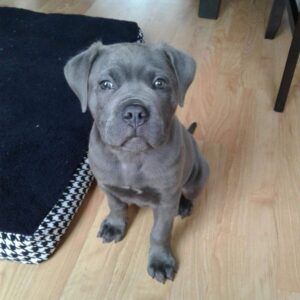 Cane Corso Puppy- Bella
