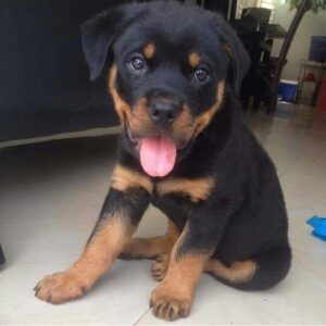 Rottweiler Puppy- Cindy