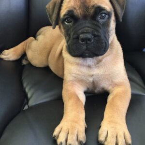 Cane Corso Puppy- Titan