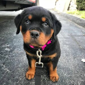 Rottweiler Puppy- Coco